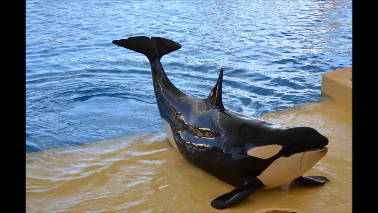 Песня про ежика - YouTube