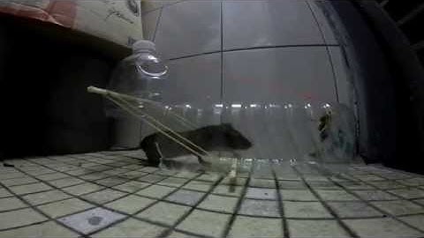 Cách bẫy chuột bằng chai nước suối độc đáo