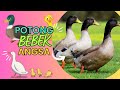 Potong Bebek Angsa - Lagu Anak Indonesia Viral dan Terpopuler Sepanjang Masa