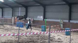 Lorina CH x O-Piloth 2009 (has a foal at foot) at the HSI Broodmare Inspections