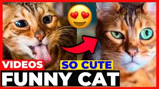 🐕‍🦺😍Funny and Cute Dog Puppies Videos🐕♥️मजेदार कुत्ते प्यारे वीडियो🐶😍|JHON PETS by Jhon Pets Tv 5 views 2 years ago 15 minutes