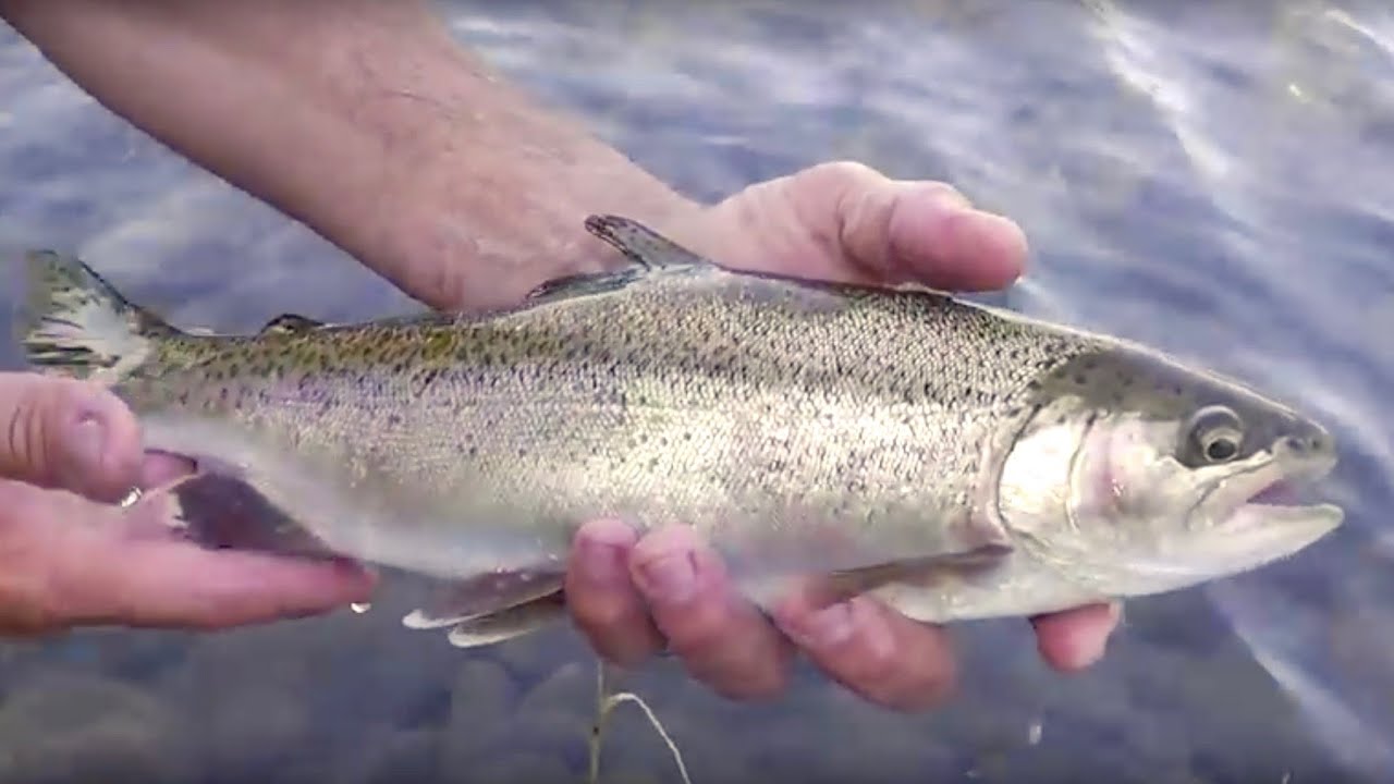 Feather River Steelhead with Jeremy - YouTube