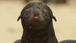 22. Maff Namibias Natural Wonders - Little Heroes, Big Hunters - Trailer