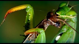 Giant Praying Mantis Pet bite attack - Mantid bites head off and eats Primanti’s in True Facts Movie