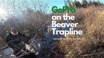 GoPro on the Beaver Trapline