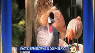 Exotic Crane Dies at Sea World After Drowning in Dolphin Pool