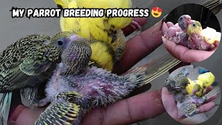 Australian Budgies Parrot Peel Fellow Red Eyes with Chicks | Breeding Setup | Jahangirs World