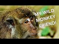 I Became Friends With A Wild Monkey