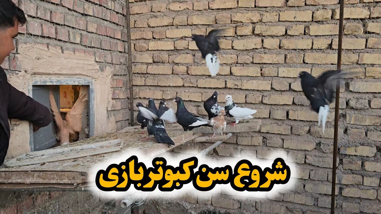 کبوتر بازی رو از چه سنی شروع کنیم بهتره ؟