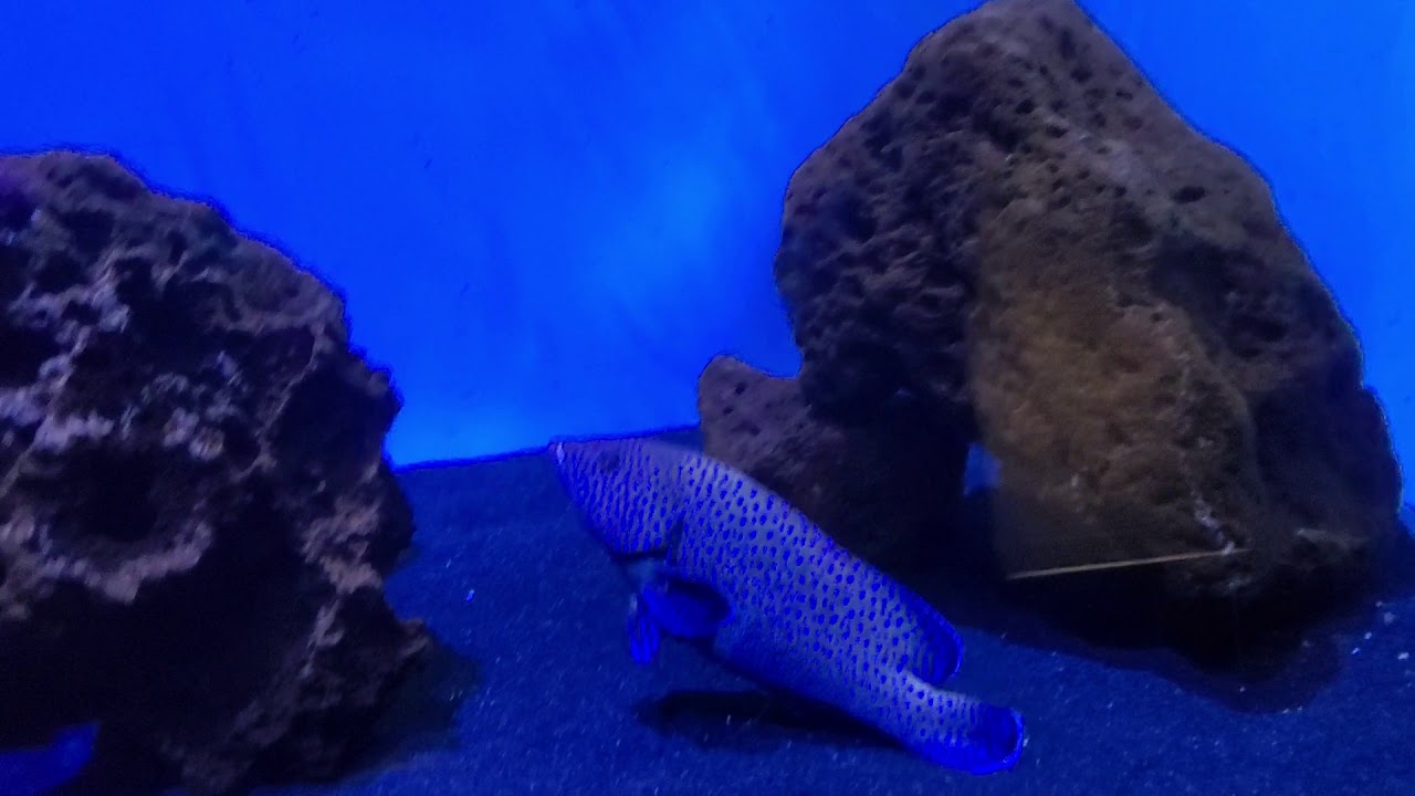 Honolulu Waikiki Aquarium 4 YouTube