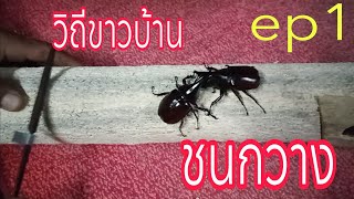 EP1ฤดูกาลชนกวางชนแมงคามหนึ่งปีมีครั้งวิถีชาวบ้าน