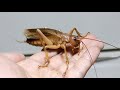 飼ってるリオックが成虫になりました SiaFerox