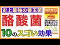 酪酸菌のスゴい効果とサプリ・増やす方法は◯◯［予防のための栄養学入門］酪酸菌の効果とサプリ