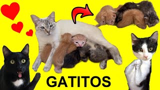 24 horas con los gatitos de la tía Luisa y los gatos Luna y Estrella / Videos de animales