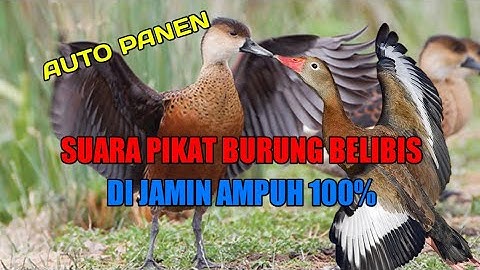 suara burung belibis pikat cocok buat nyanggong di jamin jernih
