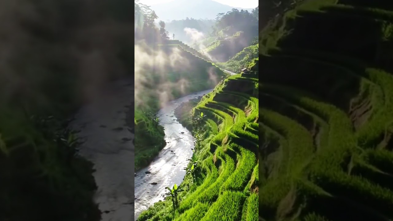Peaceful Morning in Rice Terraces The Beauty of Indonesia 