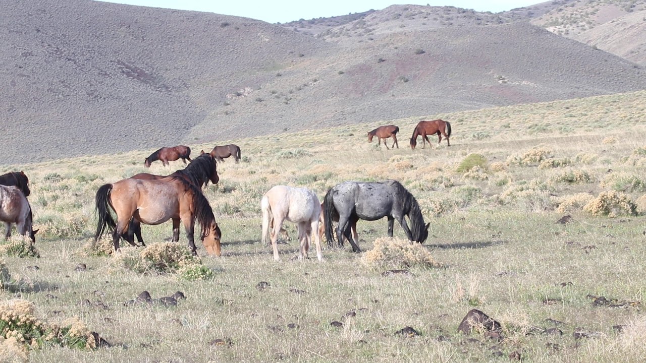 Virginia Range Mustang family band