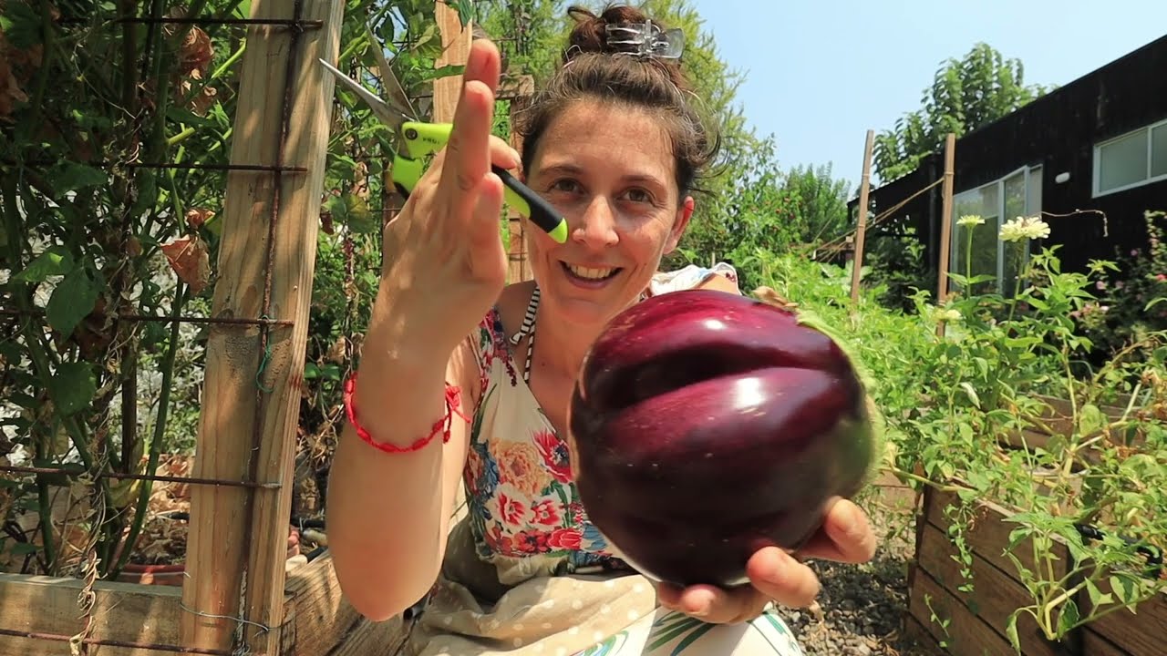La más grande que he visto! 😱 y una hilera de Tutores Nuevos 🍅