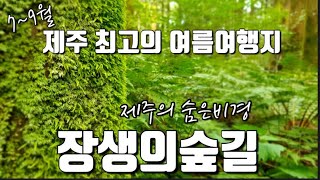 [제주여행]7~9월 최고의 보석같은 제주의 숨은 비경 장생의숲길|너무나 좋은곳이니 꼭 가보세요~|제주숨은명소|제주여름명소|제주숨은비경|제주수국|제주숲길|제주여행|제주오름