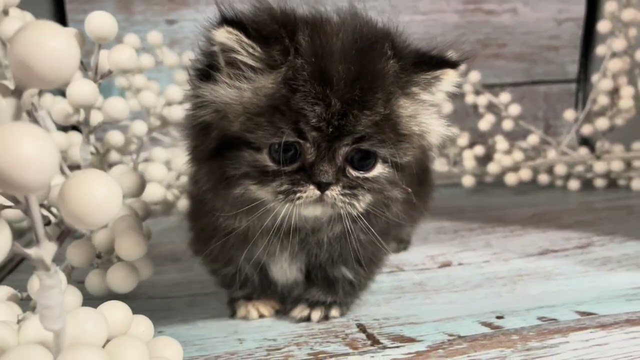 High Desert Persians Miss Penelope