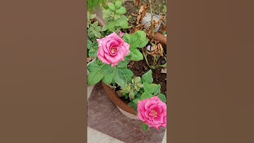 Thumbnail of #coversong #singer #oldies #song #vintage #flowers