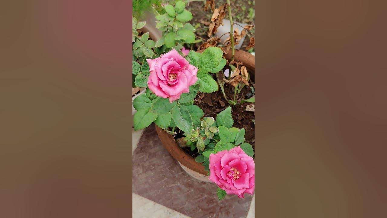 #coversong #singer #oldies #song #vintage #flowers