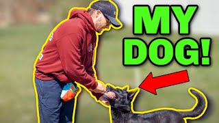 HOW I TRAINED MY PERSONAL DOG LAKOTA!