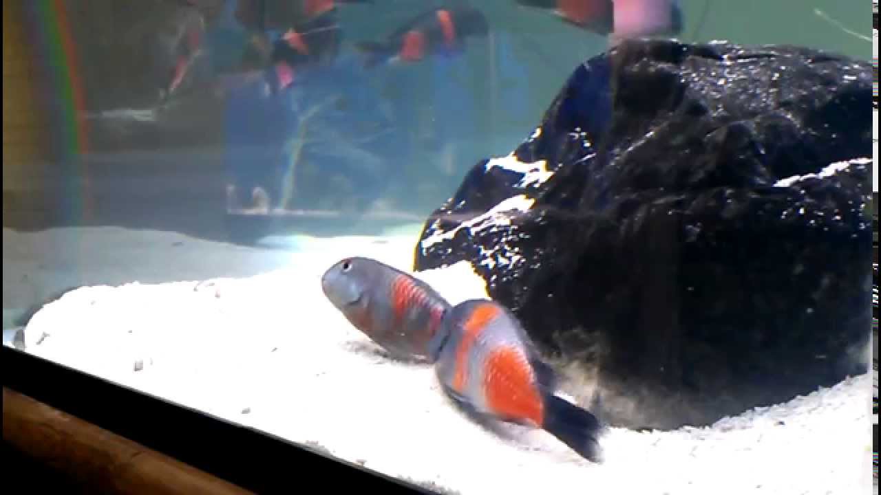 official secrets WC Tropheus Sp. Bulu Piont Kirschfleck