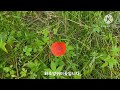 괴산군 괴산읍에서/In Goesan-eup, Goesan-gun #아침개울 풍경/Morning stream scenery