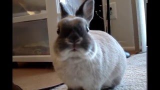 Cute Bunny Rabbit Behaviors