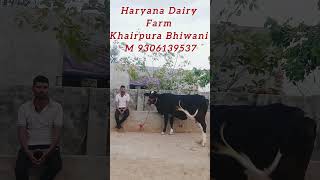 thode se Paseo me pashu khride Haryana Dairy Farm #cow #cowlover #cowfeed #dairy #dairycooperatives