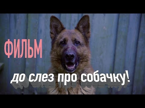 Добрую и умную собаку хотят  убить! Фильм