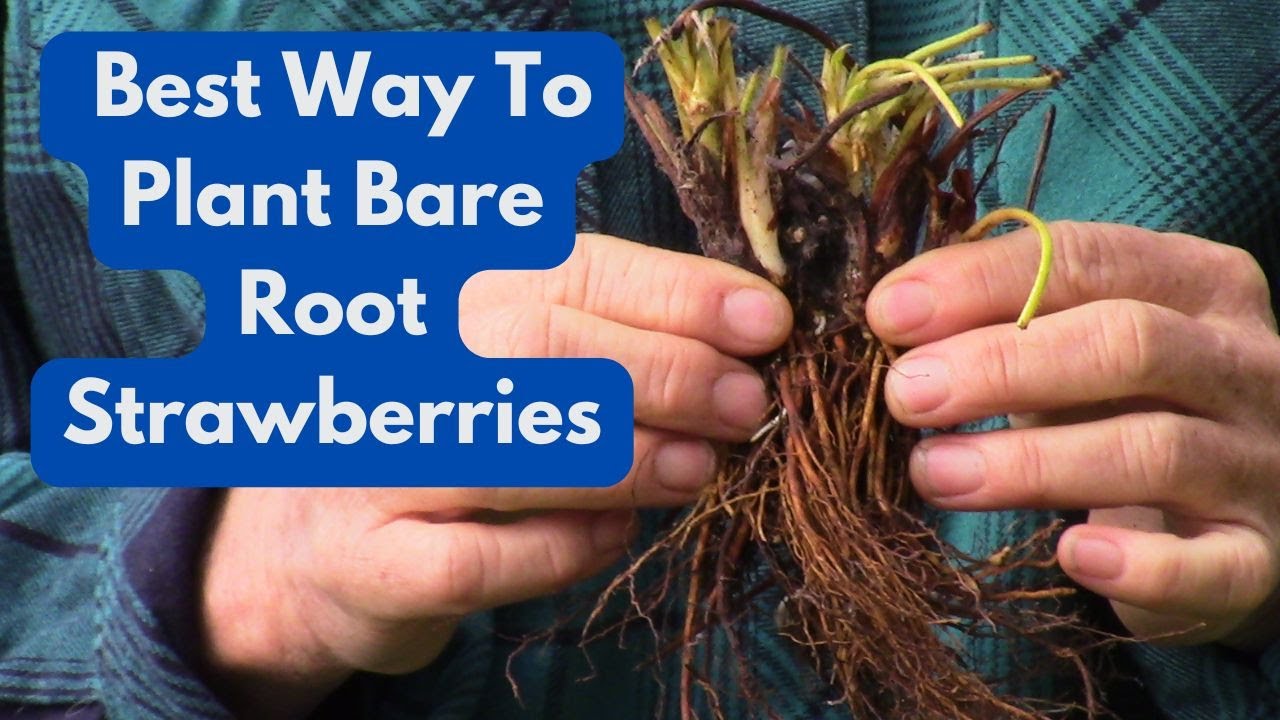 Best Way To Plant Bare Root Strawberries YouTube best-way-to-plant-bare-root-strawberries-youtube