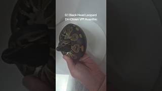 0.1 Black Head Leopard DH Clown VPI Axanthic #snake #ballpython