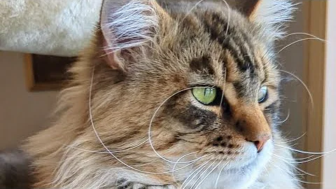 Video 2630241: mains coon cat mainecoon, mainecooncat mainecoons cat, polydactyl maine coon cat, maine coon cats love, european polydactyl maine coon, maine coon growing