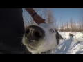 Dogs Of Alaska