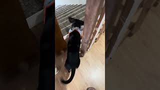 His ready to go out #trending #dog #viral #funny #pets #shorts #shortvideo #viralvideo #highlights