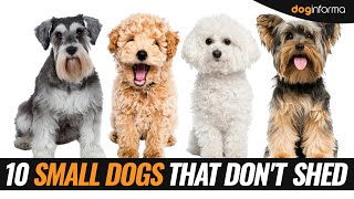 10 Small Dog Breeds That Don't Shed - Non Shedding Hypoallergenic Small Dogs
