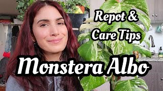 Monstera Borsigiana Albo Variegata  repot & care tips!