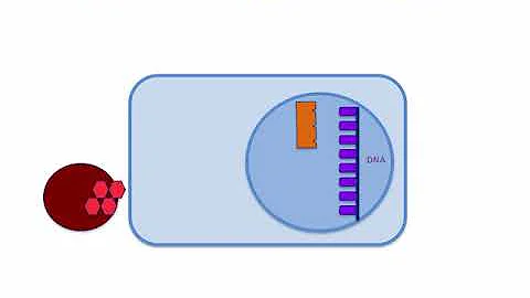 Signaling pathway of steroid hormones
