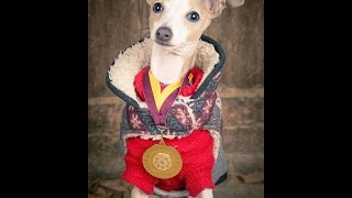 Lea - Italian Greyhound Puppy - 5 Weeks Residential Dog Training