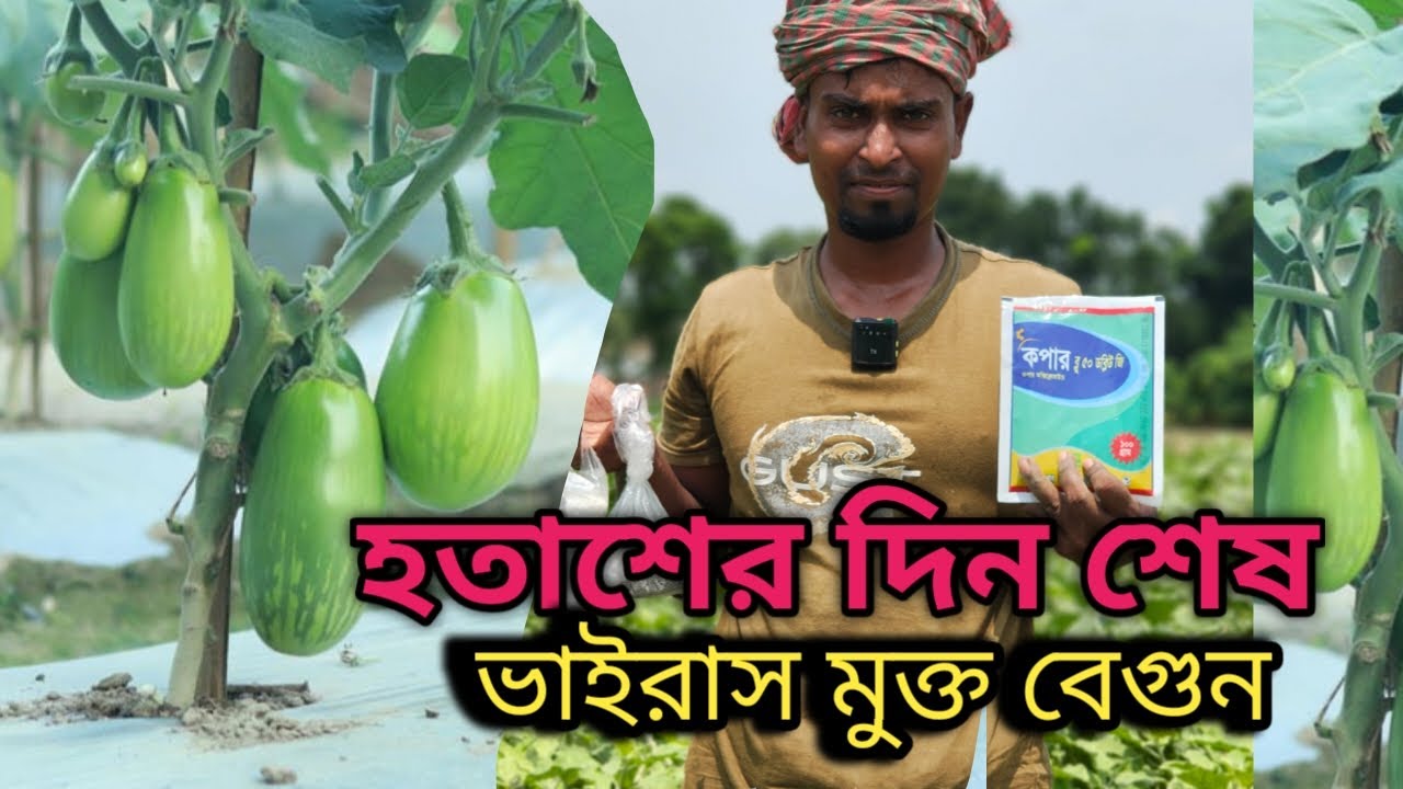 হতাশের দিন শেষ||ভাইরাসমুক্ত বেগুন চাষ||১০০% বেগুন গাছ হলুদ নিয়ন্ত্রণ।Eggplant yellowing control