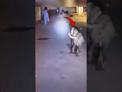 Wild Animal Encounters Caught On Camera Ep 5
