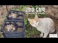 길고양이들을 위해서 직접 만들어 보았습니다(Ensub)