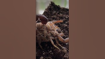 Why Do Scorpions Glow Green Under UV Light? #shorts