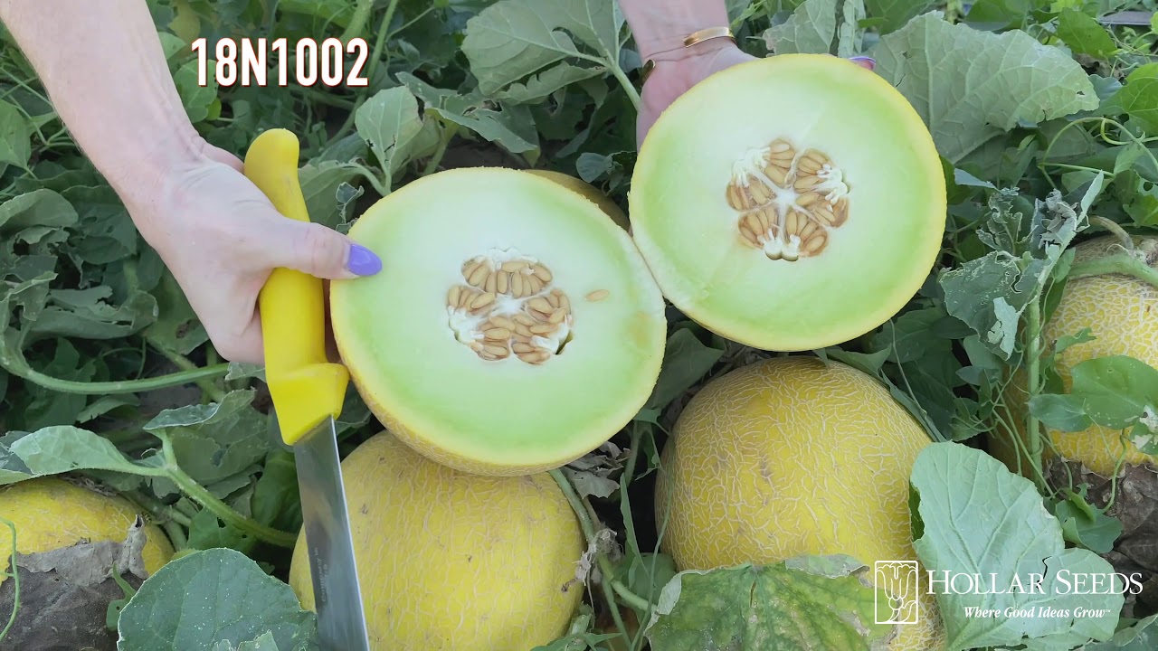 Hollar Seeds New Galia Melons