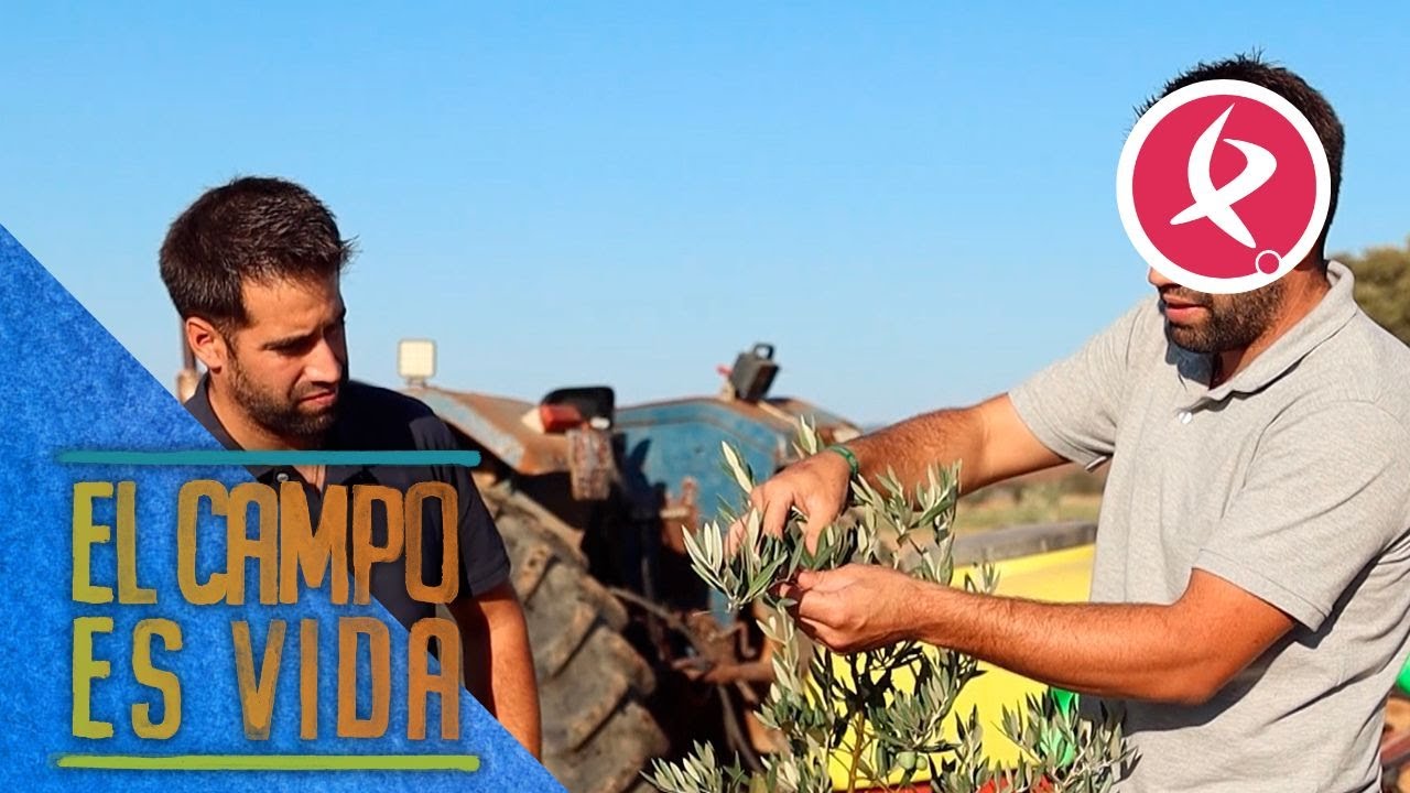 Algunos olivos de los Mellis tienen daños provocados por el glifodes | El campo es vida