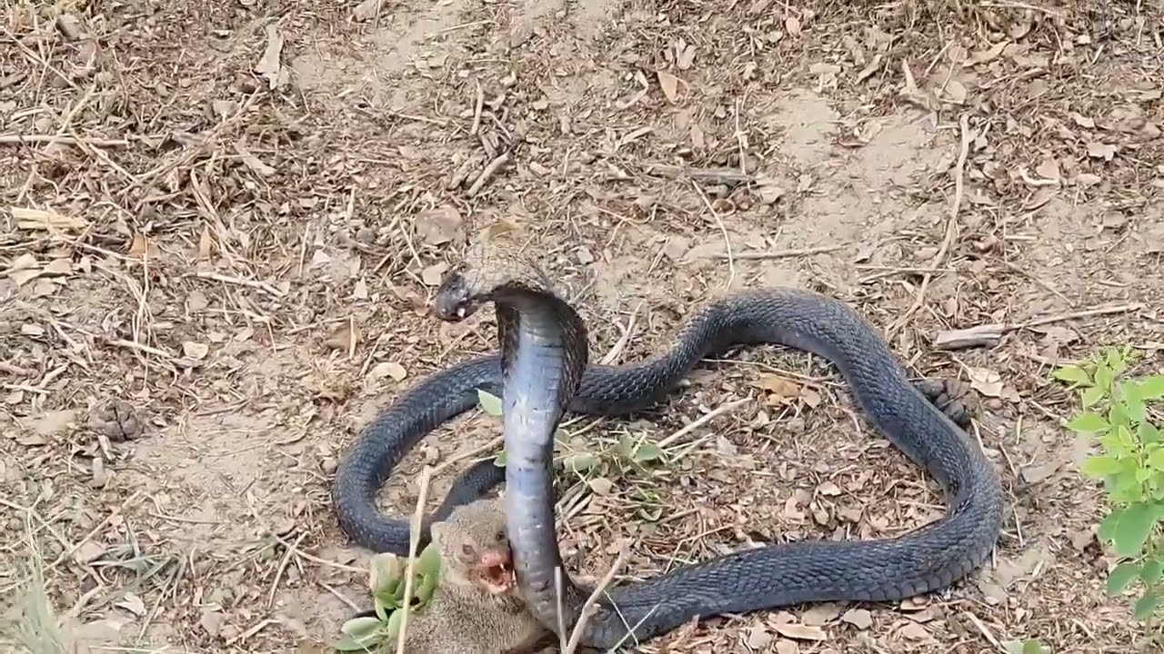 Mongoose vs Black cobra | Death Fight between Mongoose and Black Cobra | MongooseTV