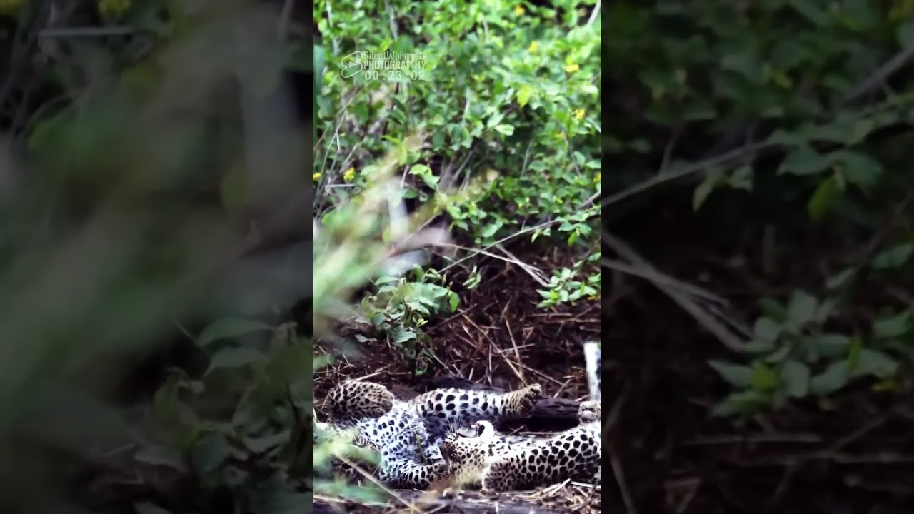 Funny Fight Between 2 Little Leopard Cubs (Stone Drift's Female Cubs)