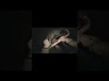 Resident Evil 8 Village What is in the Well? #residentevilvillage #residentevil  #gaming #scary #fyp